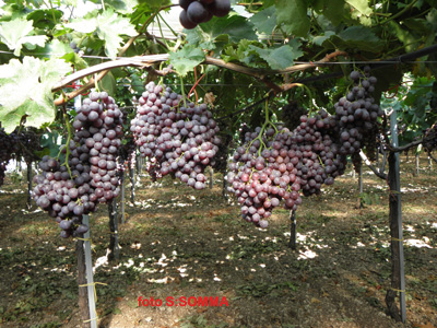 Apulia seedless: vigneto in produzione